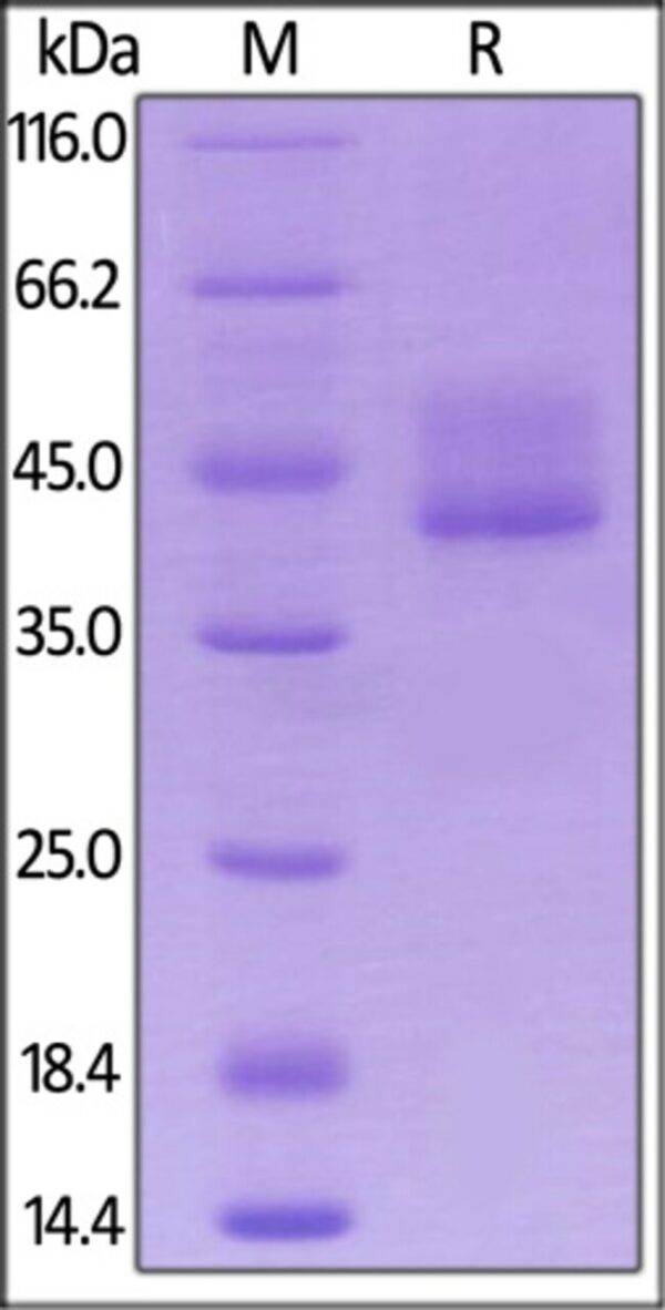 ACROBiosystems ACROBiosystems Biotinylated Mouse BCMA / TNFRSF17 Protein, Fc,Avitag