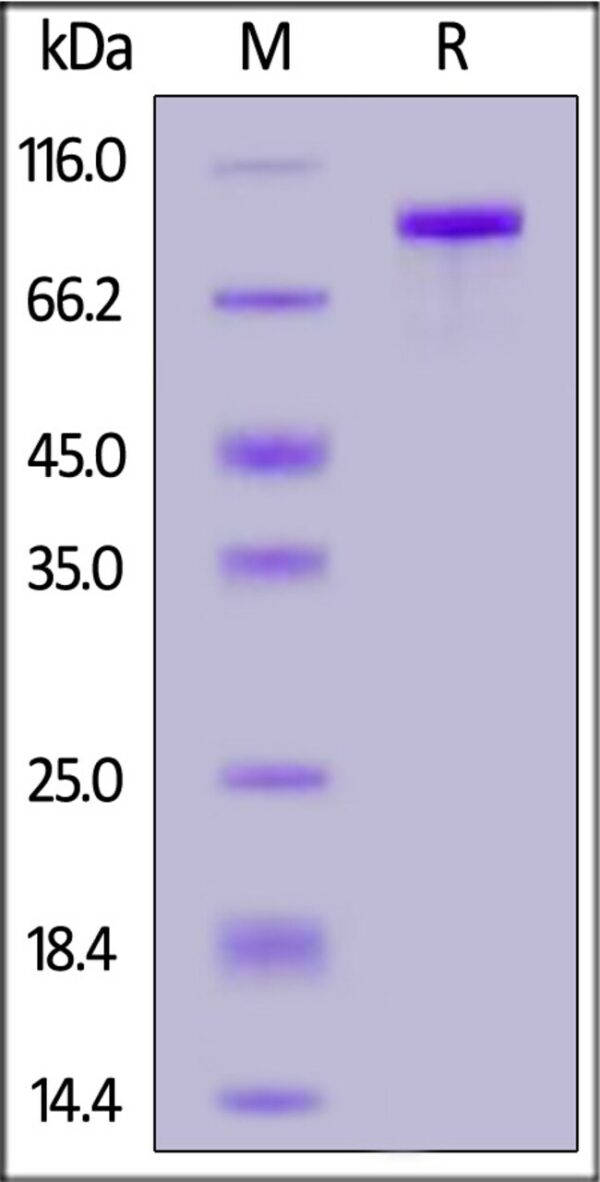 ACROBiosystems Biotinylated Human Sortilin / SORT1, His,Avitag (SON-H82E9) is expressed from human 293 cells (HEK293). It contains AA Ser 78 - Asn 755 (Accession # Q99523-1).