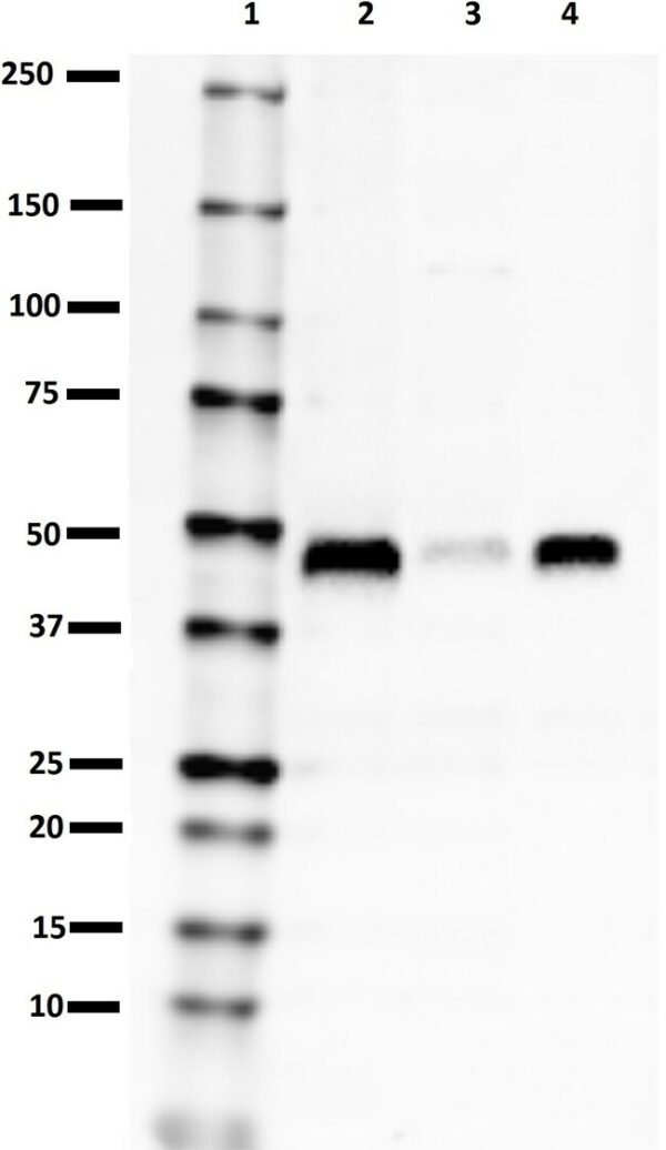 Biolegend Purified (azide-free) anti-Parkin