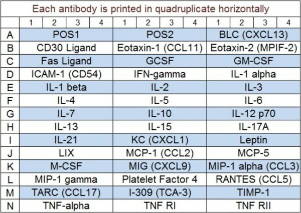 Raybiotech Inc Quantibody Mouse Inflammation Array 1 Kit.