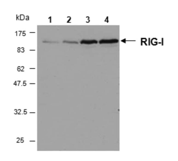 AdipoGen anti-RIG-I, mAb (Alme-1),Monoclonal Antibody.
