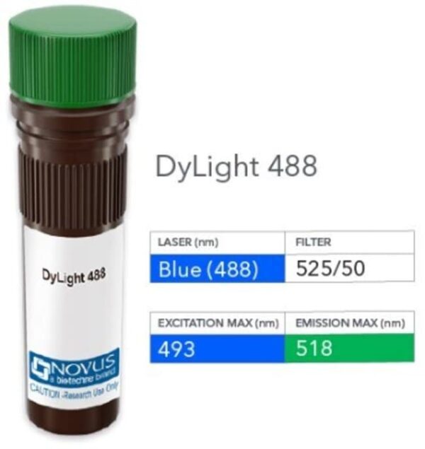 AGER Antibody (697023) [DyLight 488], Novus Biologicals