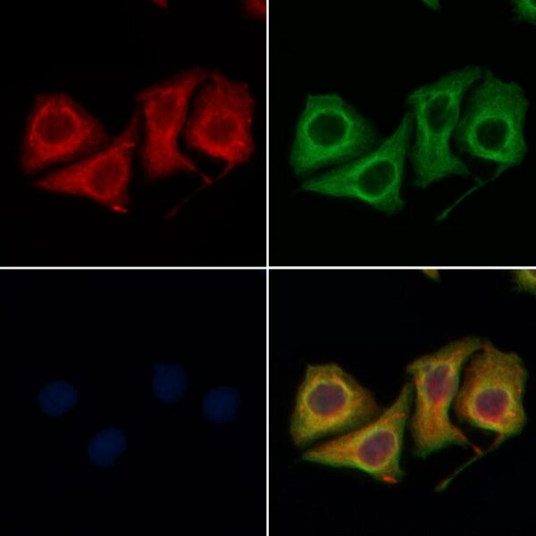 cGKII Polyclonal Antibody, Invitrogen