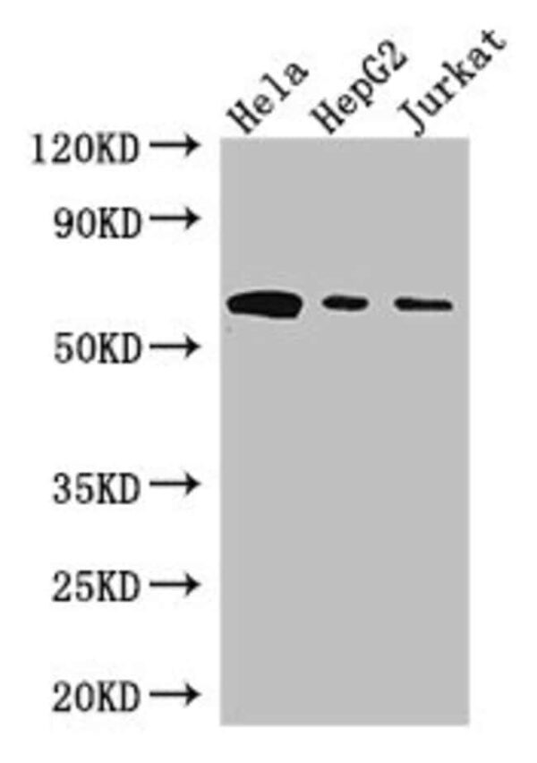 HPSE Polyclonal Antibody, Invitrogen