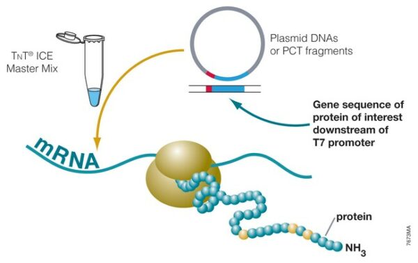 Promega TNT T7 Insect Cell Extract Protein Expression System