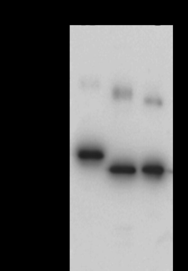 Sino Biological Aequorea victoria GFP Tag PAb 500ul (Sino Biological)