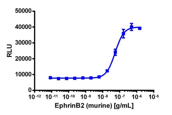 Eurofins Discoverx PathHunter eXpress EphB3 Functional Assay, 10-Plate Kit. (93-0842E3CP16L)