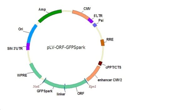 Sino Biological Mouse TFRC/CD71 Gene Lentiviral ORF cDNA expression plasmid, C-GFPSpark tag 1Unit
