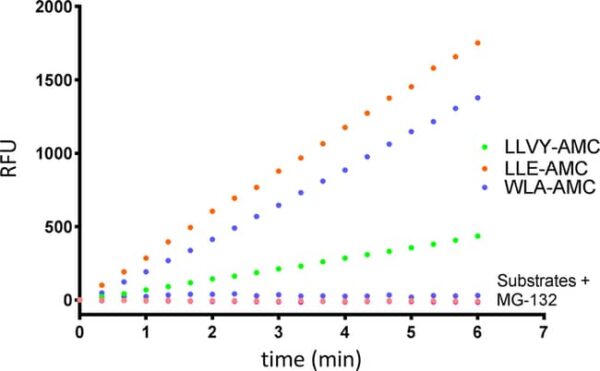AdipoGen 20S Constitutive Proteasome Assay Kit (1 Kit)