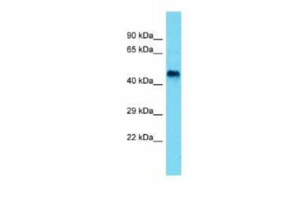 SELI Rabbit anti-Rat, Polyclonal, Novus Biologicals
